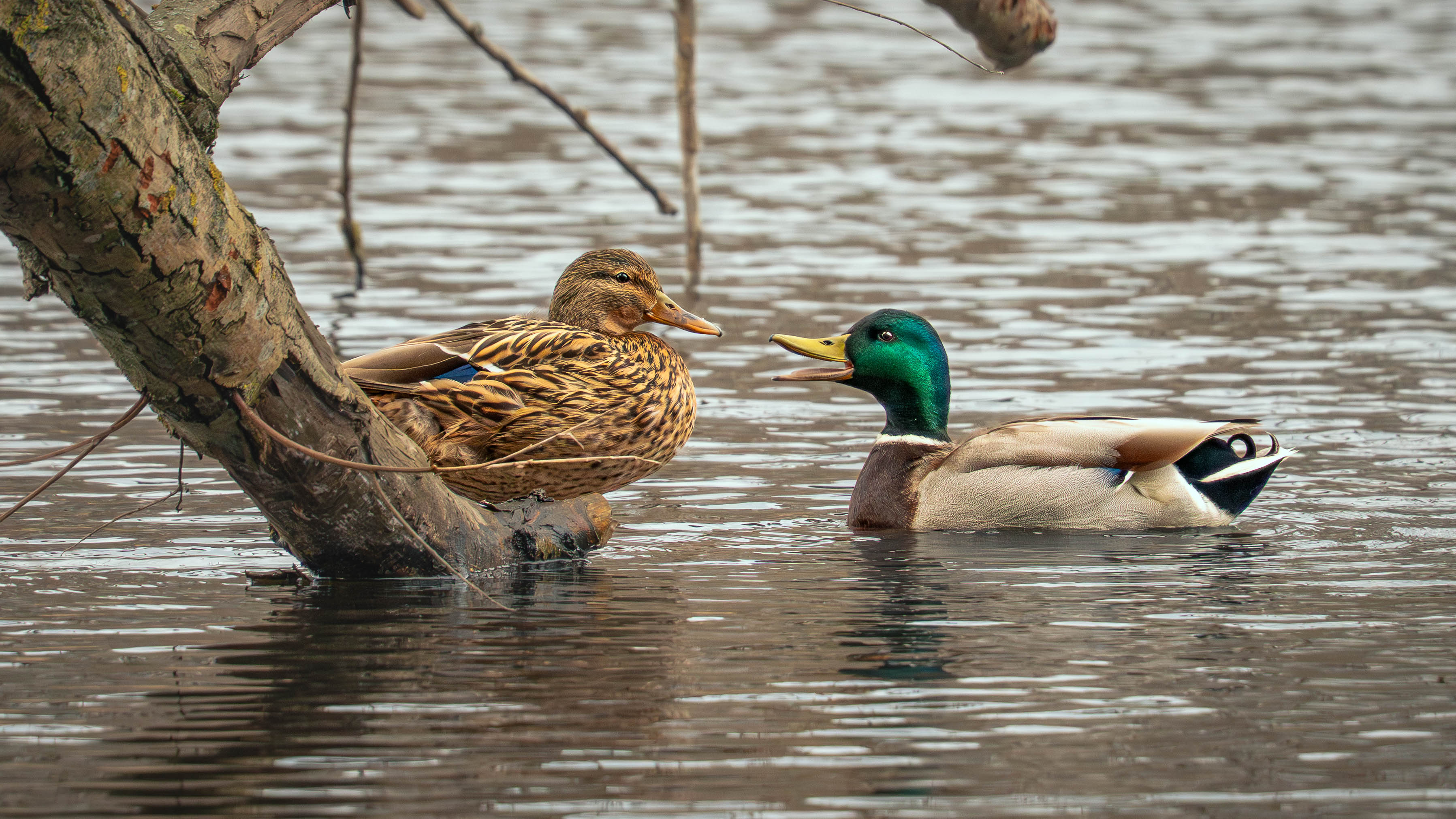 Sigma 20-200mm sample photo showing ducks on water